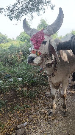 આ ગોઢલો વેચવાનો છે