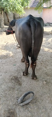 pado vechvano chhe