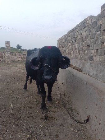 જાફરાબાદી ભેંસ વેચવાની છે