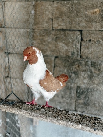 કબૂતર વેચવાના છે