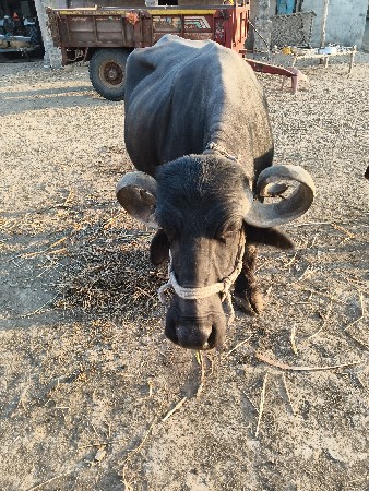 ચોથું વેતર વૈયાણી