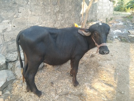 આ બે ખડેલી