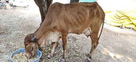 વેચવાની છે