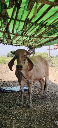 વેચવાની છે