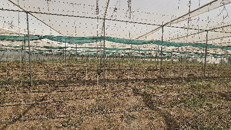 3 એકર નેટ હાઉસ ( green house)