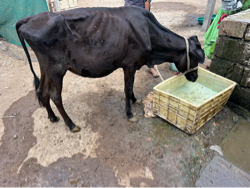 20 મહિનાની વસડી વેસવાની સે
