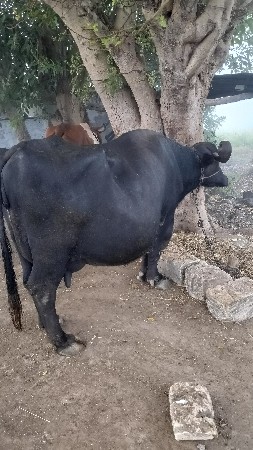 ભેંસ વેચવાની છે