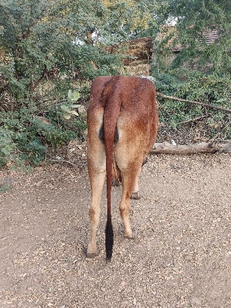 આ દેશી ગાય વેચવાની છે