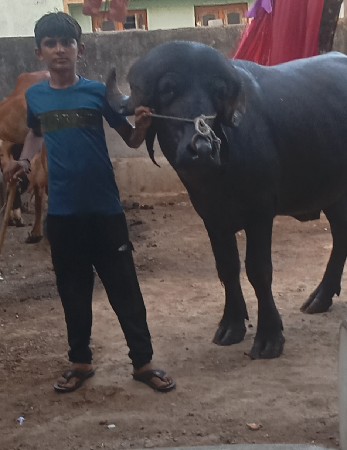 આ પાડો વેચવાનો છે