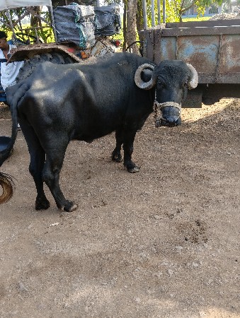 ખડેલી વેસવાની છે