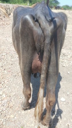 ભેંસ વેચવાની છે