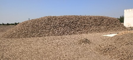 ૧૮  વીધા  નું  મગોટુ  પાલો