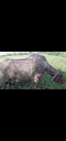 ભેસ વેસવા ની છે