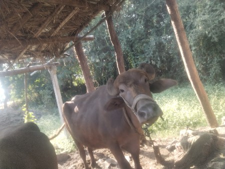 bhes vecvani se