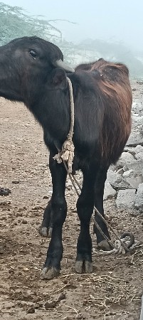 પોરબંદર જિલ્લો પાડી વેચવાની છે દોઢ