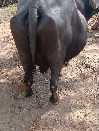 bhesh vechva ni chhe