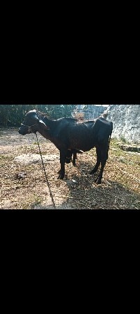 પાડોવેચવાનોછે