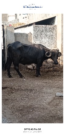 પેલ.વેતરી તું ખડેલું વેચવાનું છે