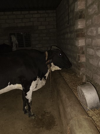 કોષ ની જરસી