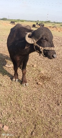 2 પાડા દાવ