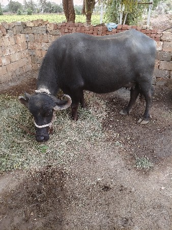 10 દસ દિવસમાં વિનાશે
