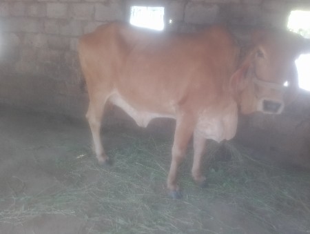 ગાય વેચવાની છે