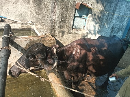 પેલા વેતરની ખડેલી વેશવાનીછે છે