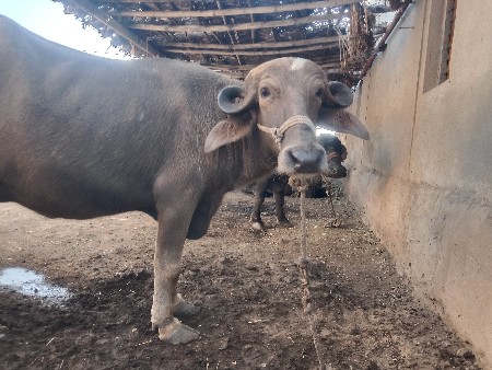 ભેંસો વેચવાની