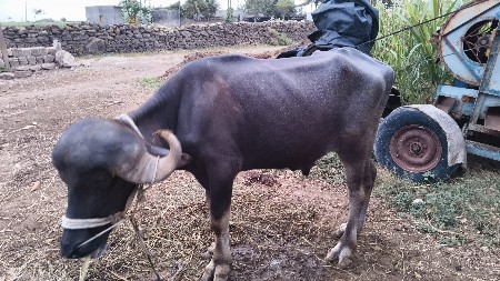 પાડો વેચવાનો સે