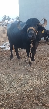 વેતર માં 2 
વેતર માં 3