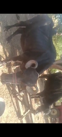 પેલું વેતર