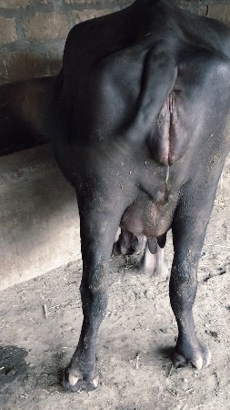 bhaya..r.mekhadi