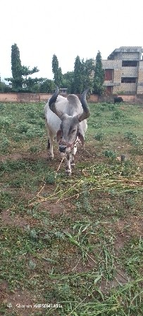 બળદ વેચવાના છે