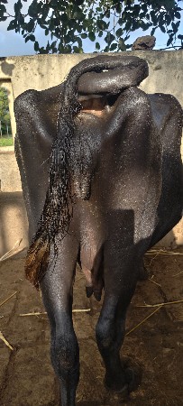 ભેંસ વેચવાની છે