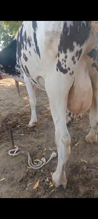 S.F. ગાય વેચવાની