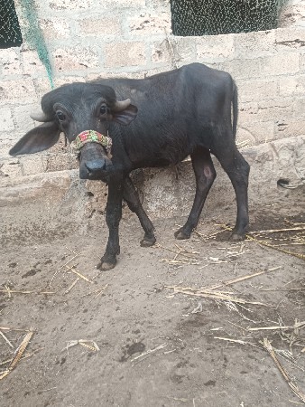 જાફરાબાદી પાડો પાડી વેચવાની છે