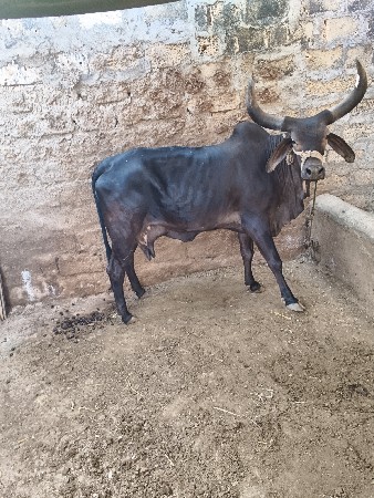 ગાય વેચવાની છે ખુટ બને વેચવાના છે