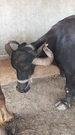 ભેંશ વેસવાની સે