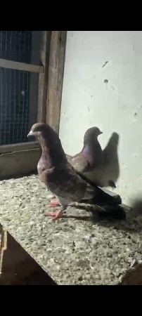 કબુતર વેચવાના છે