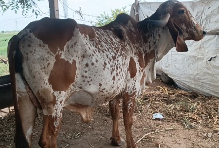 ગાય વેચવાની છે