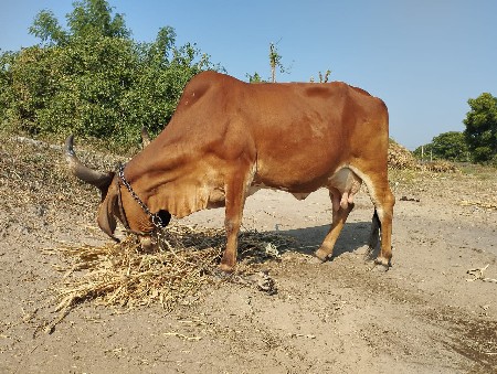 દેશી ગાય વેસવાની છે
