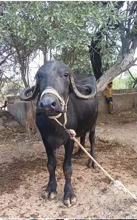 ગ