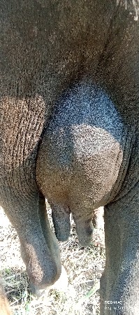 ભેંસ વેચવાની છે