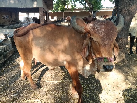 ગાય વેચવાની છે