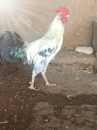 murga vechvana chhe