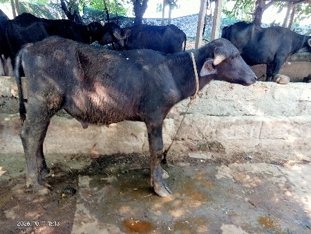 પાડો વેચવાનો છે