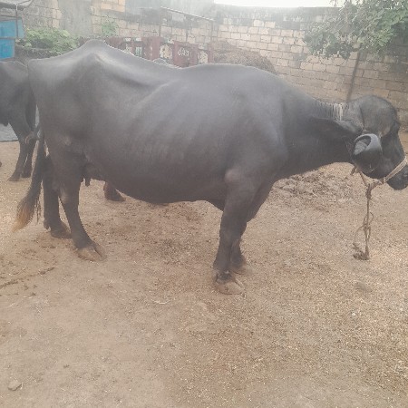 ભેસ વેસવાનીછે