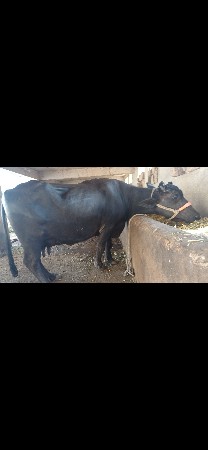 ભેસ વેસવાની છે