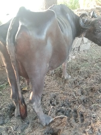 આ ભેંસ વેચવાની છે