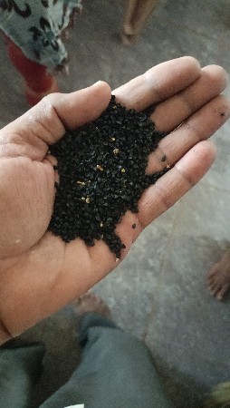 ડુંગળી નું બિયારણ